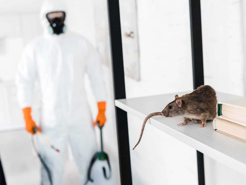 Desratização Controle de Roedores